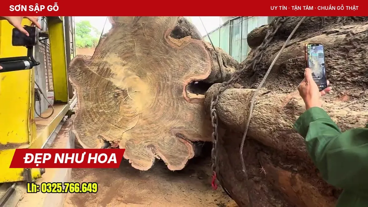 Mặt cắt lim xanh có vân như cánh hoa sau khi mở bát