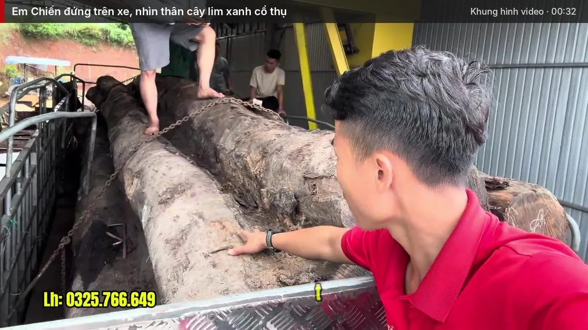 Em Chiến đứng trên xe, nhìn thân cây lim xanh cổ thụ