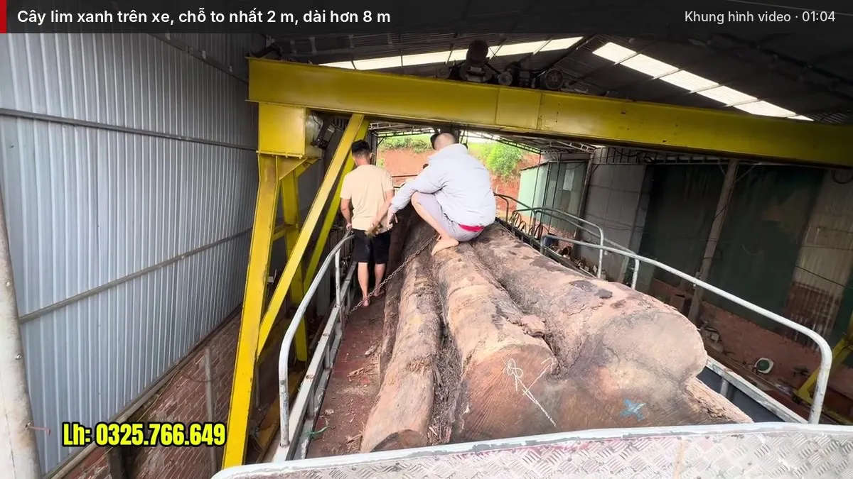 Cây lim xanh trên xe, chỗ to nhất 2 m, dài hơn 8 m