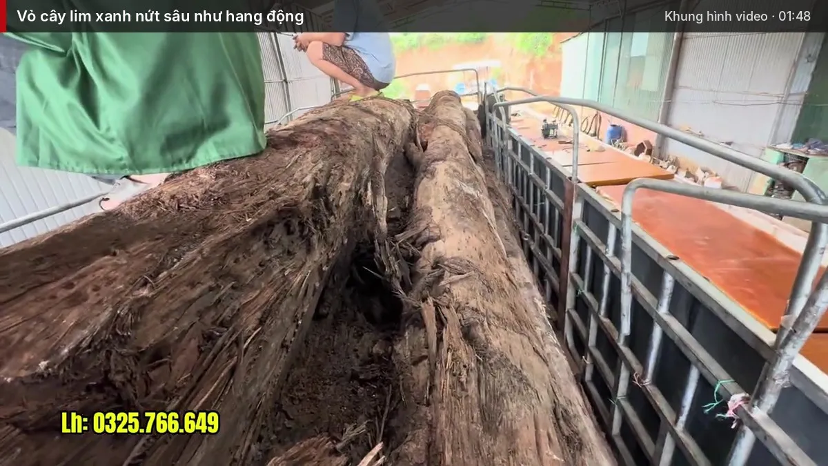 Vỏ cây lim xanh nứt sâu như hang động