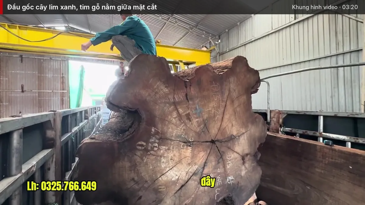 Đầu gốc cây lim xanh, tim gỗ nằm giữa mặt cắt