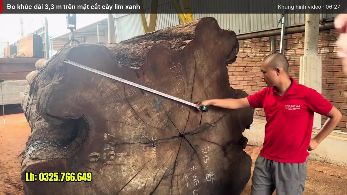 Đo khúc dài 3,3 m trên mặt cắt cây lim xanh