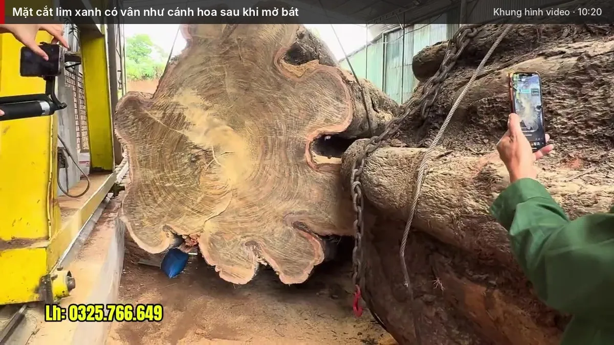 Mặt cắt lim xanh có vân như cánh hoa sau khi mở bát
