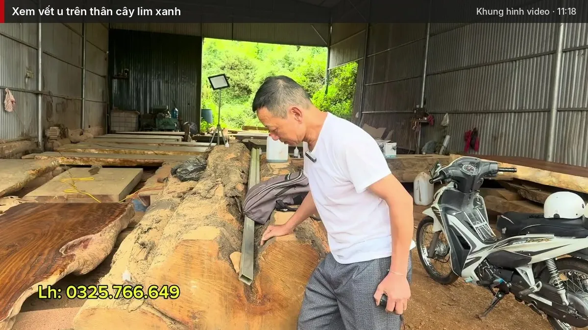 Xem vết u trên thân cây lim xanh