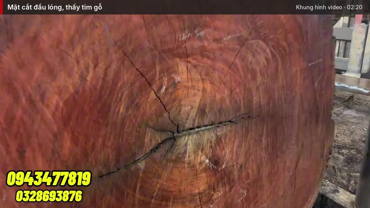 Mặt cắt đầu lóng, thấy tim gỗ