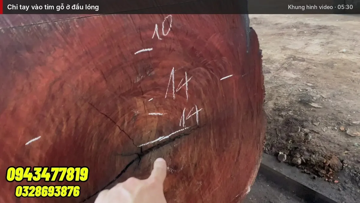 Chỉ tay vào tim gỗ ở đầu lóng